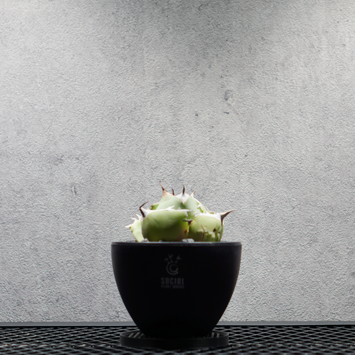 アガベ チタノタ 黒豹 ブラックパンサー LOGO ECO POT SIZE S 3.5号サイズ鉢 受け皿セット｜SOCIAL PLANT WORKS