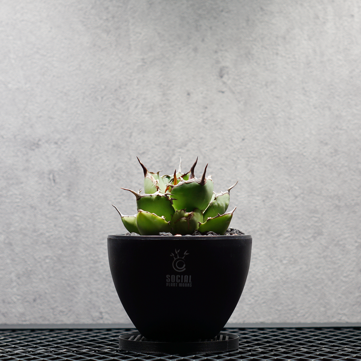 アガベ チタノタ 覇王龍 選抜株 LOGO ECO POT SIZE S 3.5号サイズ鉢 受け皿セット｜SOCIAL PLANT WORKS