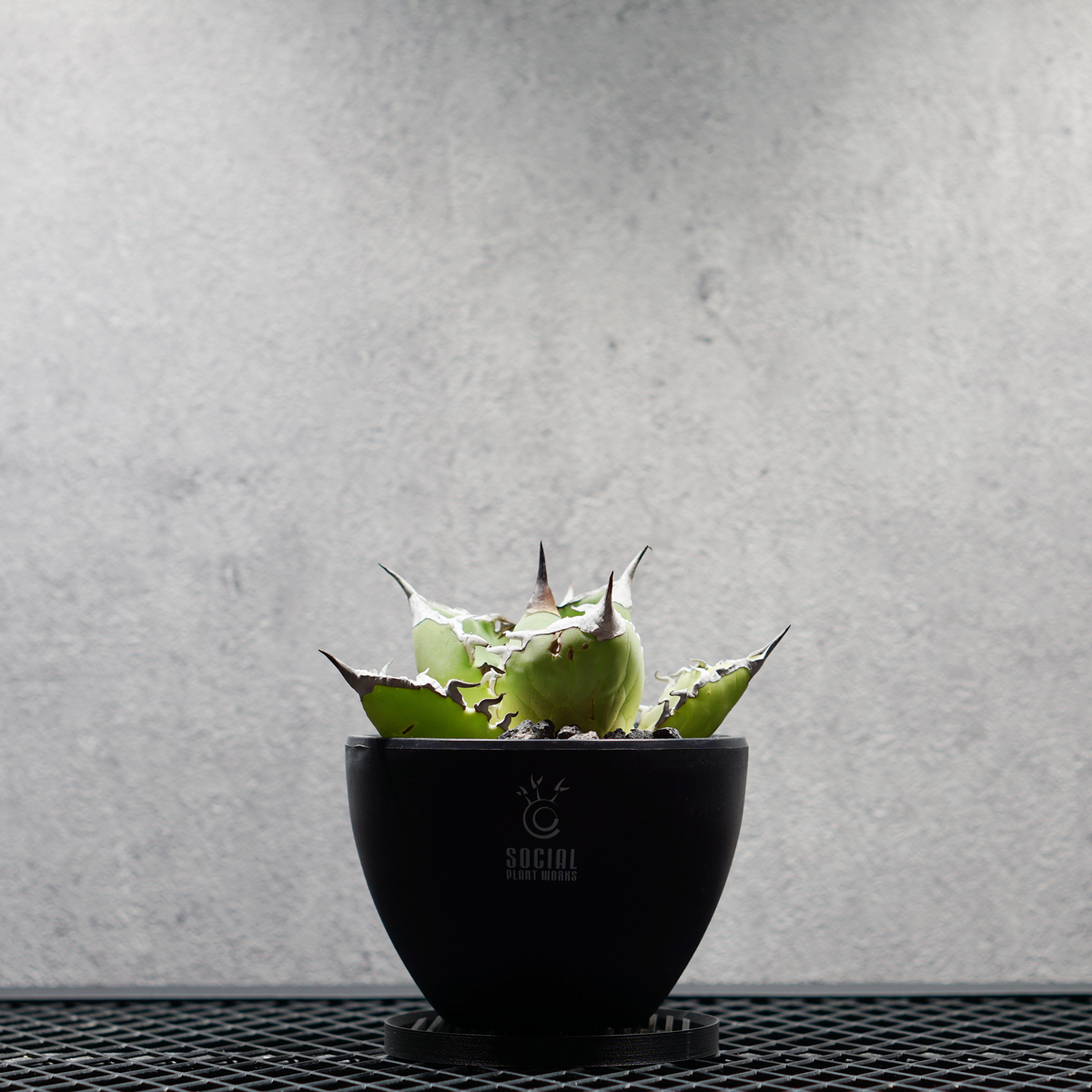 アガベ チタノタ シャークソード03 LOGO ECO POT SIZE S 3.5号サイズ鉢 受け皿セット｜SOCIAL PLANT WORKS