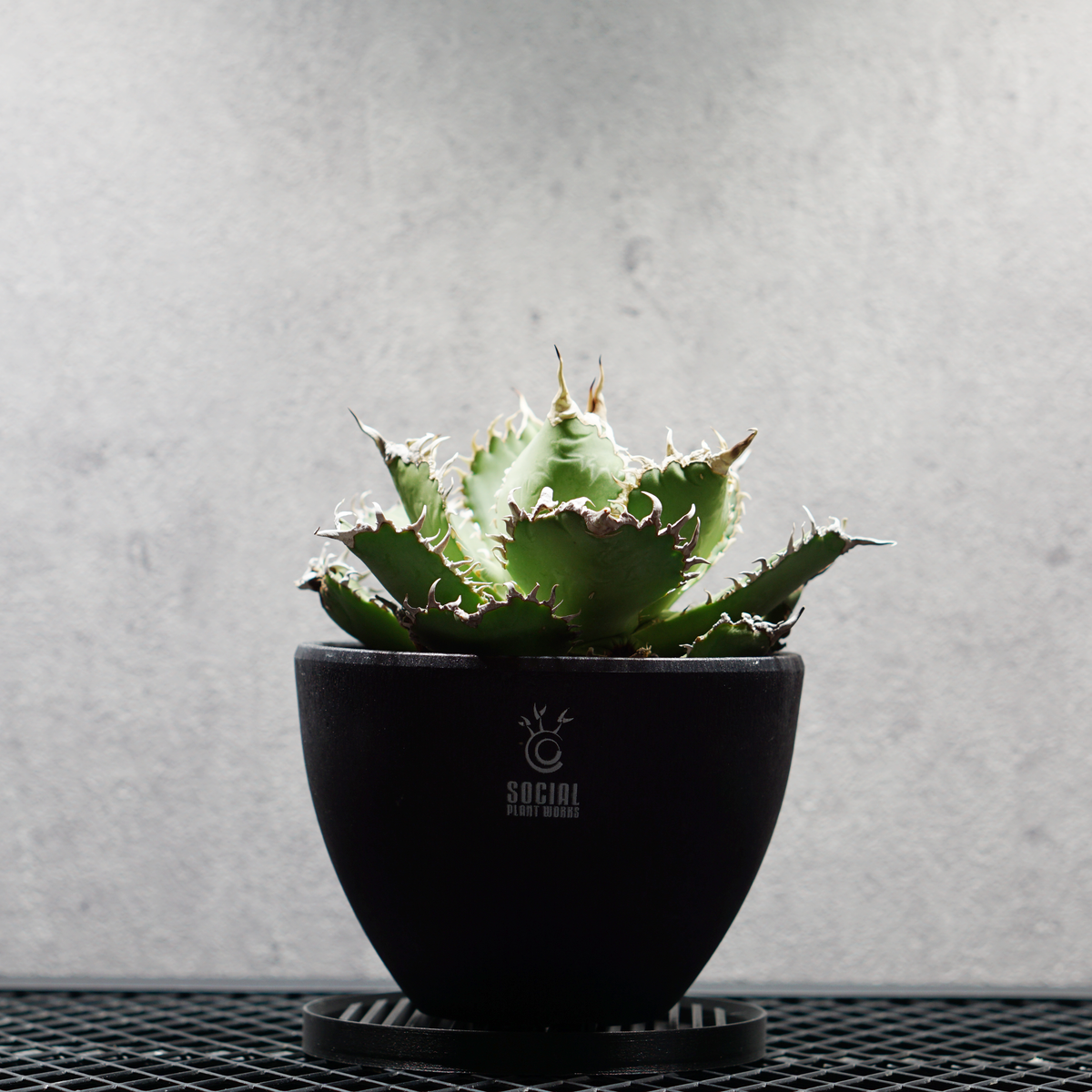 アガベ チタノタ フィリグリー05 LOGO ECO POT SIZE M 4.5号サイズ鉢 受け皿セット｜SOCIAL PLANT WORKS