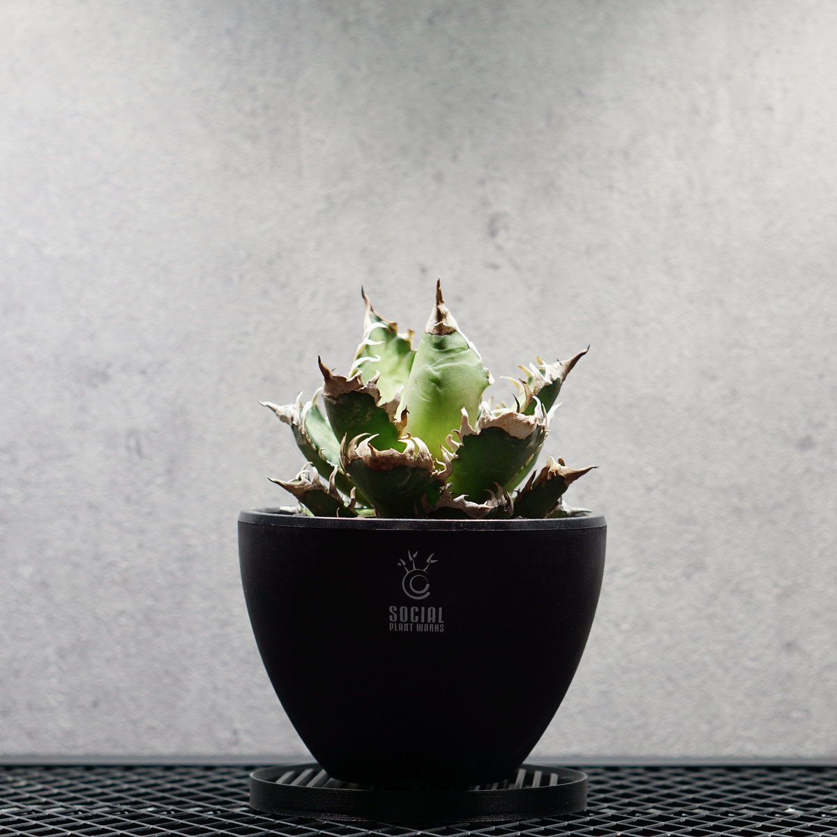 アガベ チタノタ 赤猫 LOGO ECO POT SIZE M 4.5号サイズ鉢 受け皿セット｜SOCIAL PLANT WORKS