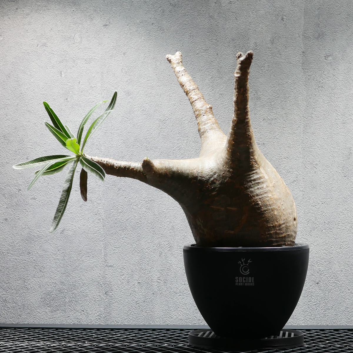 パキポディウム グラキリス LOGO ECO POT SIZE M 4.5号サイズ鉢 受け皿セット｜SOCIAL PLANT WORKS
