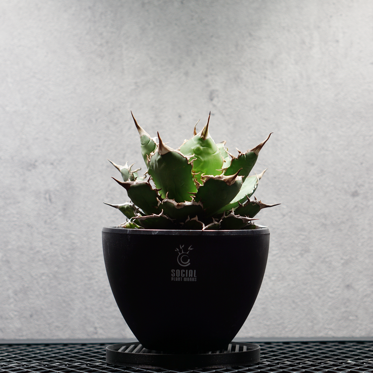 アガベ チタノタ 熊猫 パンダ LOGO ECO POT SIZE M 4.5号サイズ鉢 受け皿セット｜SOCIAL PLANT WORKS