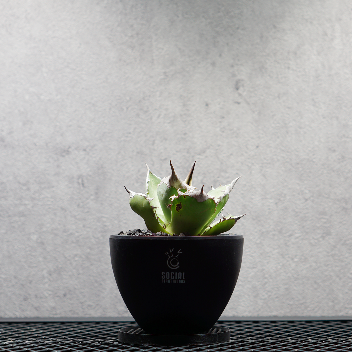 アガベ チタノタ 白犀牛 シロサイ LOGO ECO POT SIZE S 3.5号サイズ鉢 受け皿セット｜SOCIAL PLANT WORKS