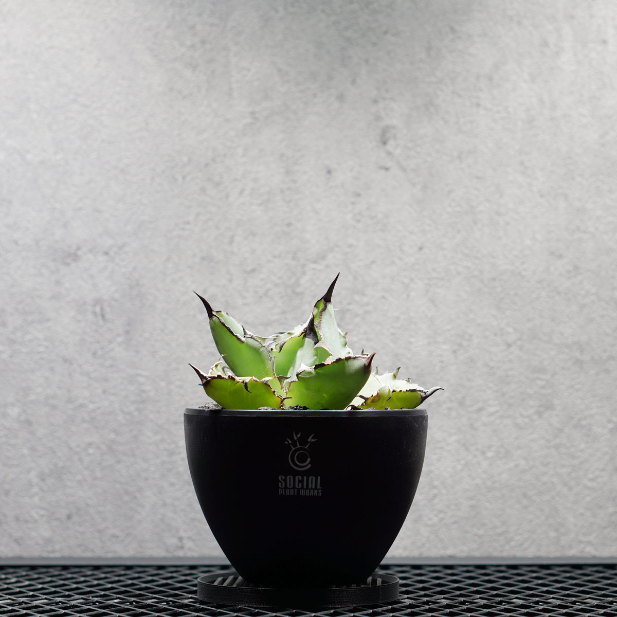アガベ チタノタ ブラック&ブルー LOGO ECO POT SIZE S 3.5号サイズ鉢 受け皿セット｜SOCIAL PLANT WORKS