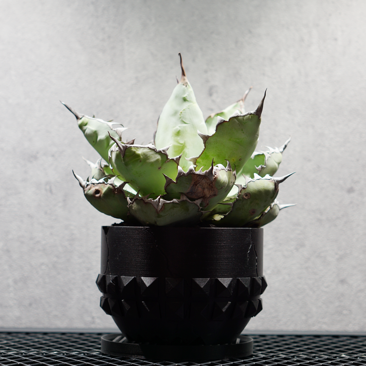 アガベ チタノタ ブラック&ブルー04 POT BROKEN STUD SIZE M 4.5号サイズ鉢 受け皿セット プレミア大株｜SOCIAL PLANT WORKS