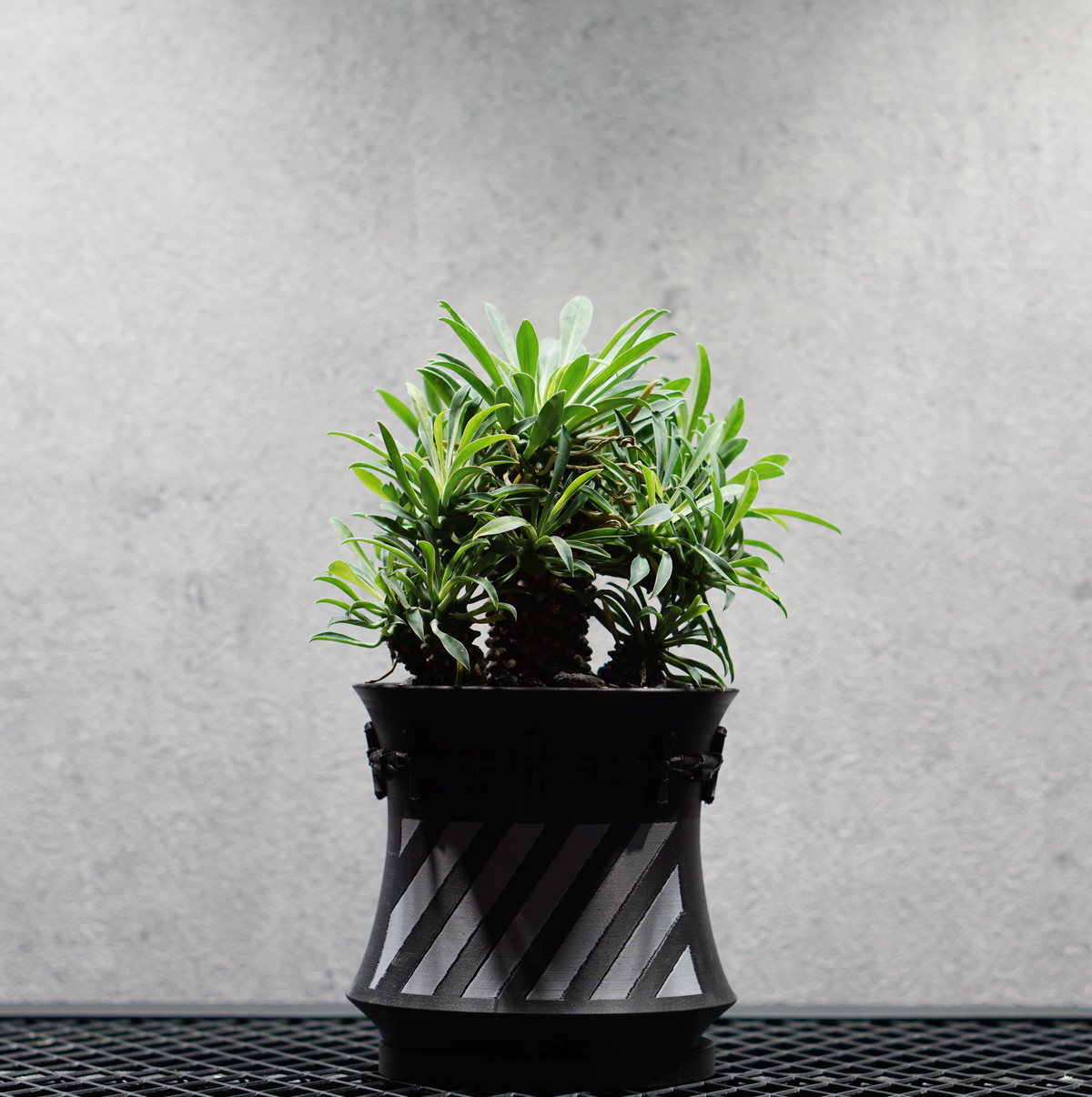 ユーフォルビア ソテツキリン05 POT HAZE SIZE S 3.5号サイズ鉢 受け皿セット｜SOCIAL PLANT WORKS