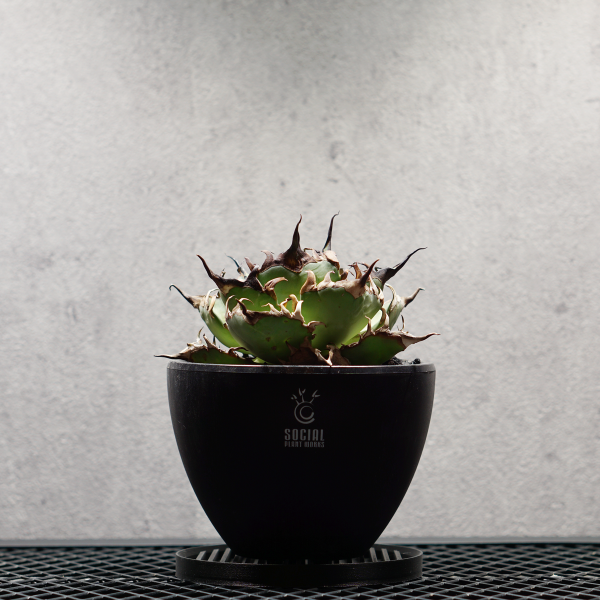 アガベ チタノタ スーパーシーザー LOGO ECO POT SIZE M 4.5号サイズ鉢 受け皿セット｜SOCIAL PLANT WORKS