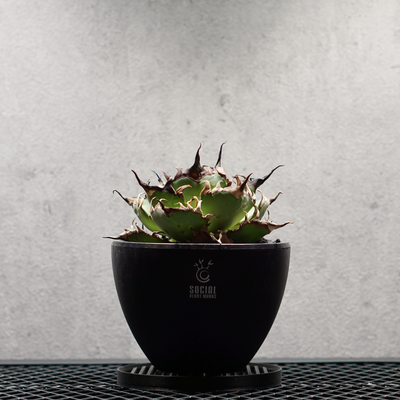 PLANTS