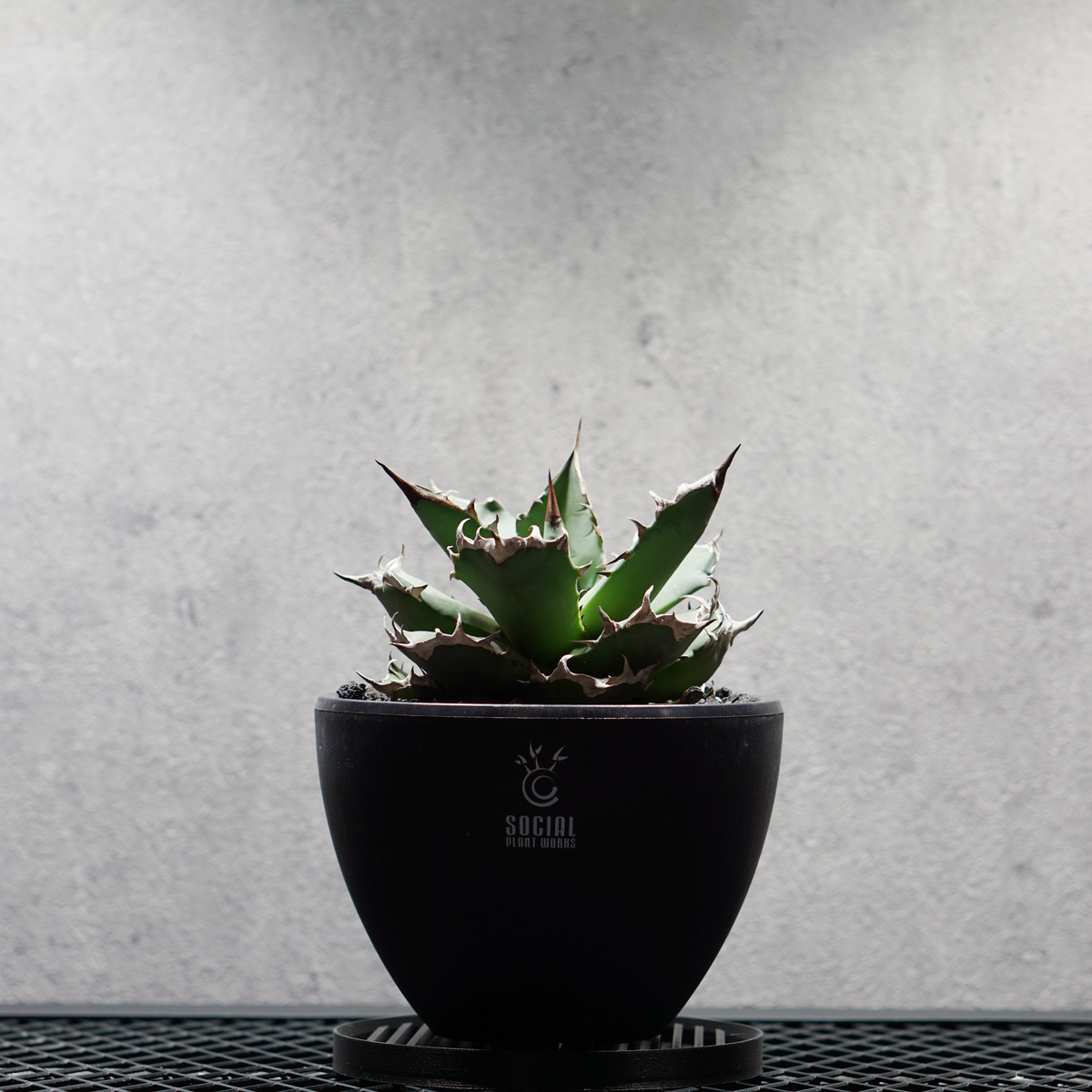 アガベ チタノタ 姫源龍02 LOGO ECO POT SIZE M 4.5号サイズ鉢 受け皿セット｜SOCIAL PLANT WORKS