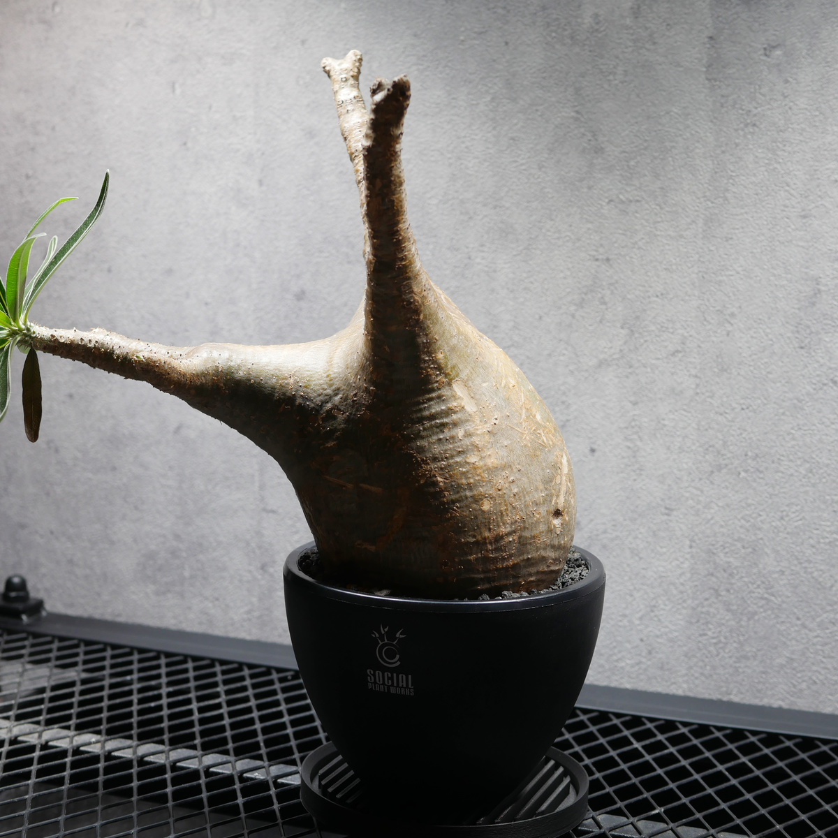 パキポディウム グラキリス LOGO ECO POT SIZE M 4.5号サイズ鉢 受け皿セット 商品画像5｜SOCIAL PLANT WORKS