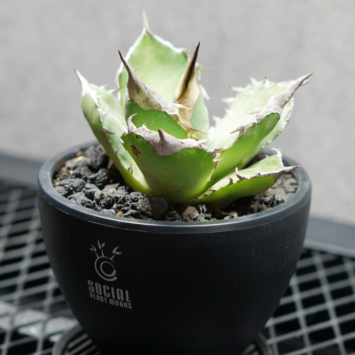 アガベ チタノタ 白犀牛 シロサイ LOGO ECO POT SIZE S 3.5号サイズ鉢 受け皿セット 商品画像2｜SOCIAL PLANT WORKS
