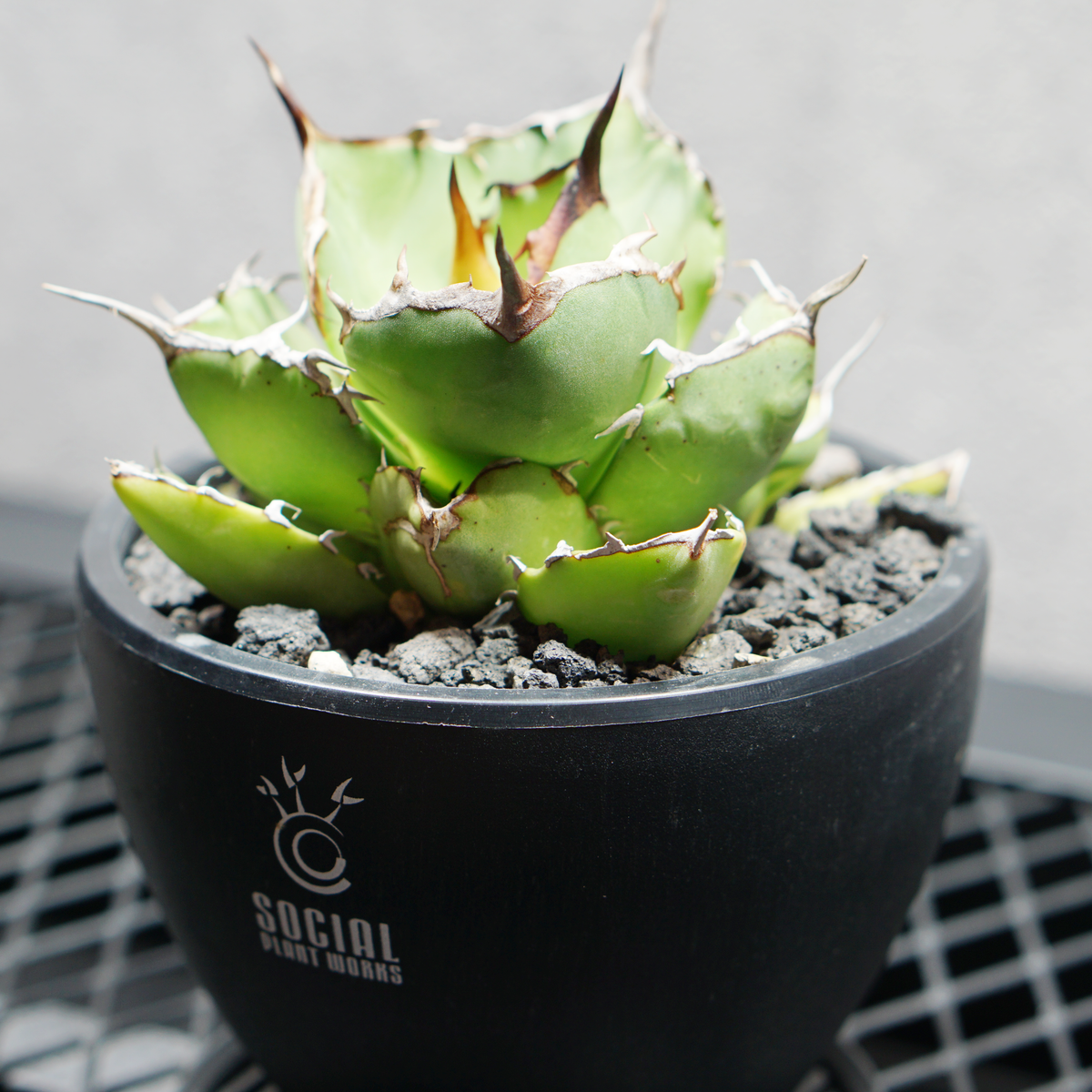 アガベ チタノタ 覇王龍 選抜株 LOGO ECO POT SIZE S 3.5号サイズ鉢 受け皿セット 商品画像2｜SOCIAL PLANT WORKS