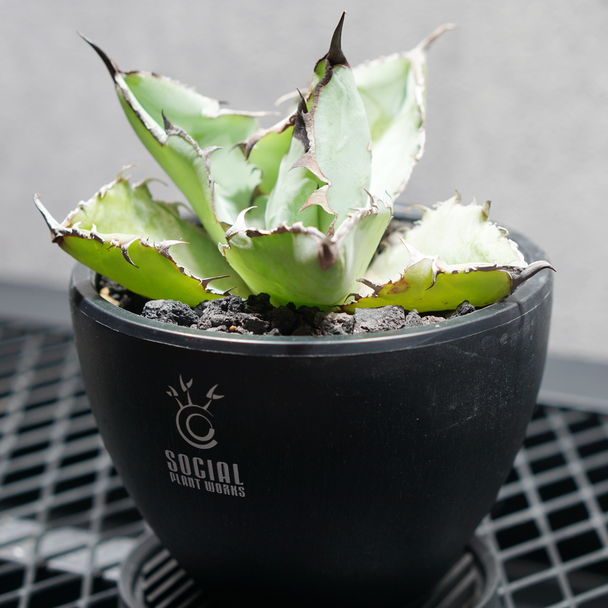 アガベ チタノタ ブラック&ブルー LOGO ECO POT SIZE S 3.5号サイズ鉢 受け皿セット 商品画像2｜SOCIAL PLANT WORKS