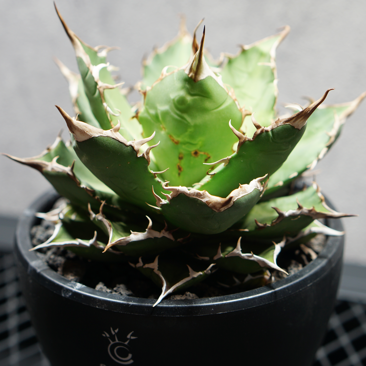 アガベ チタノタ 熊猫 パンダ LOGO ECO POT SIZE M 4.5号サイズ鉢 受け皿セット 商品画像2｜SOCIAL PLANT WORKS