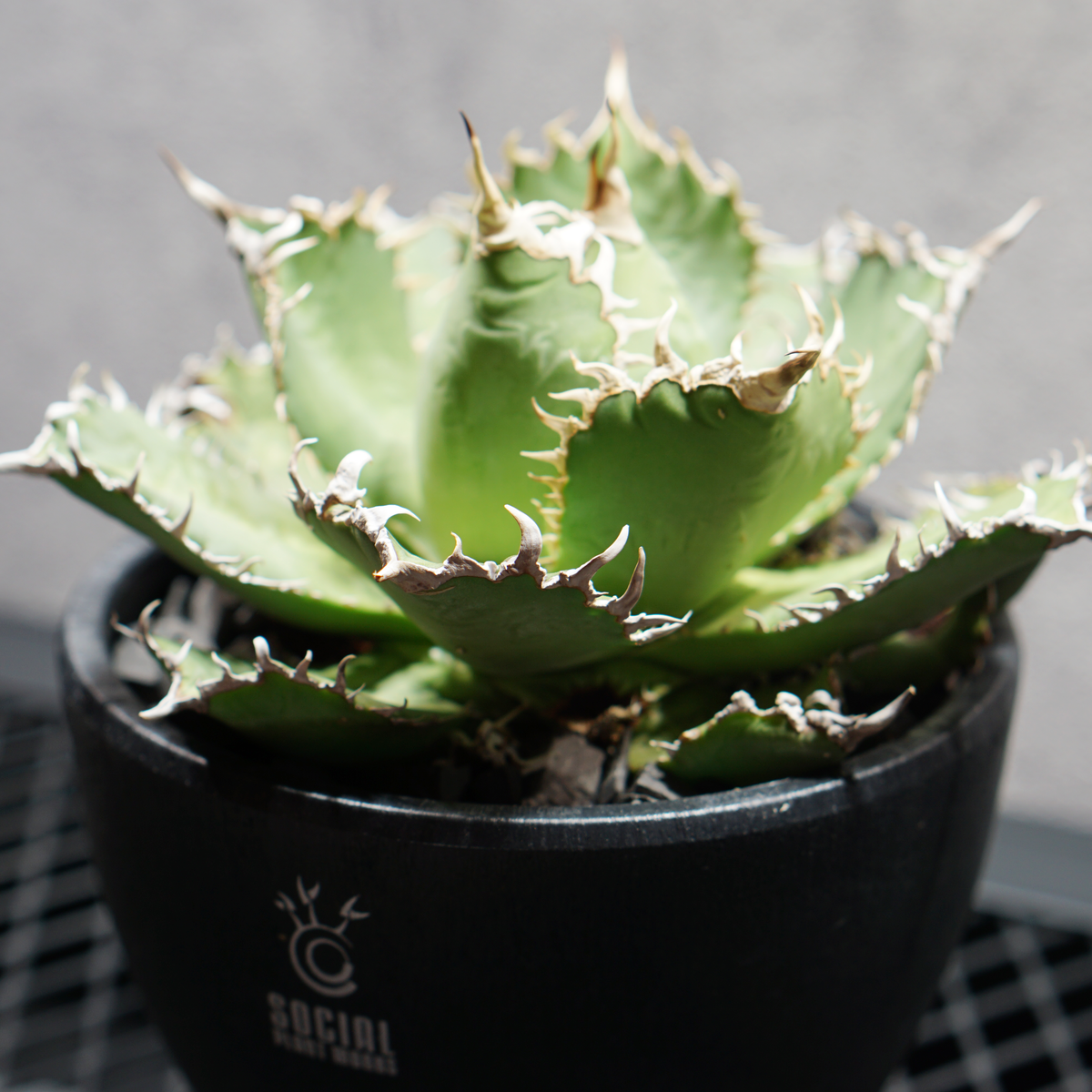 アガベ チタノタ フィリグリー05 LOGO ECO POT SIZE M 4.5号サイズ鉢 受け皿セット 商品画像2｜SOCIAL PLANT WORKS