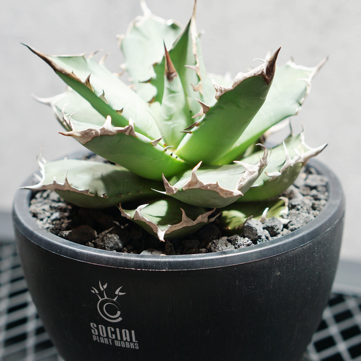 アガベ チタノタ 姫源龍02 LOGO ECO POT SIZE M 4.5号サイズ鉢 受け皿セット 商品画像2｜SOCIAL PLANT WORKS
