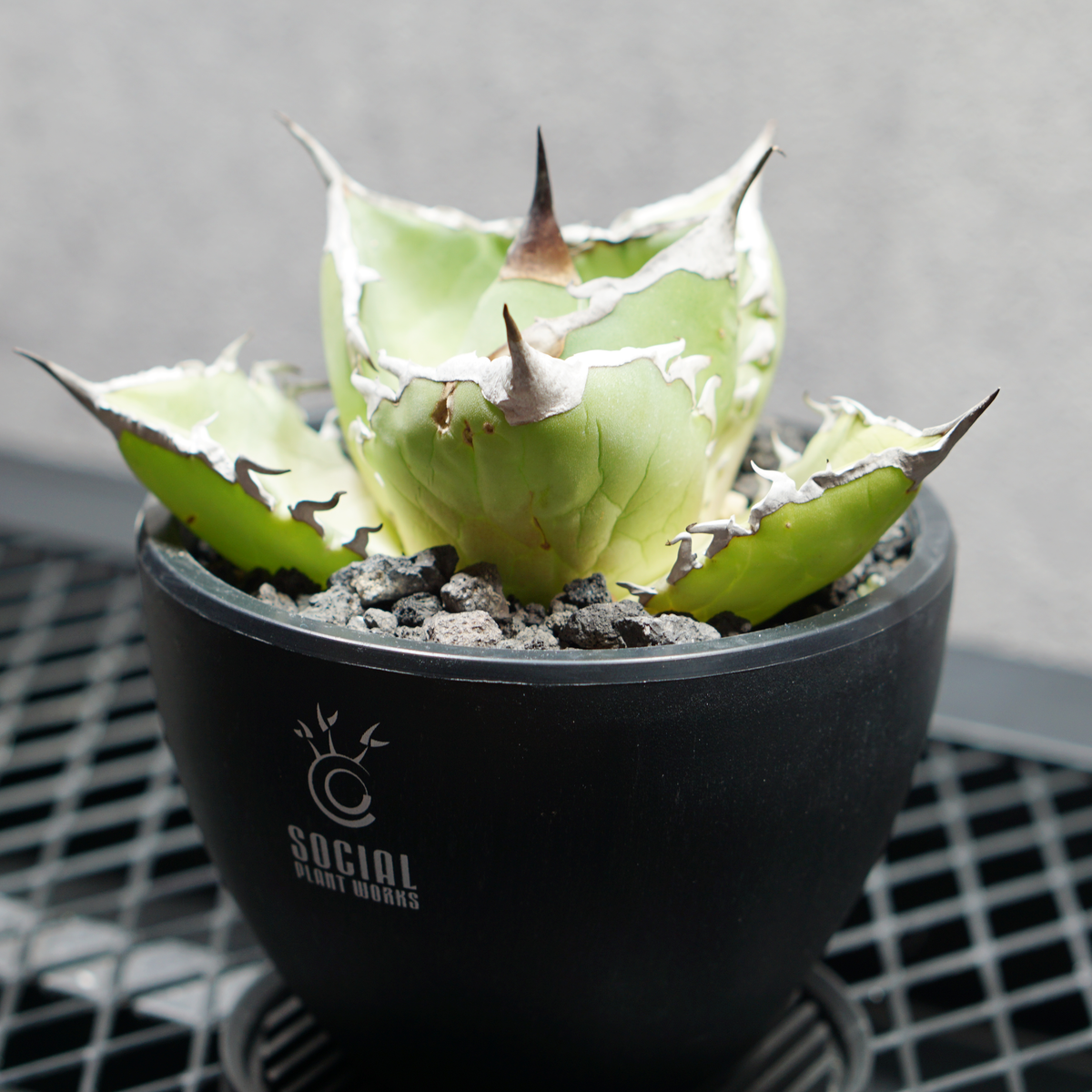 アガベ チタノタ シャークソード03 LOGO ECO POT SIZE S 3.5号サイズ鉢 受け皿セット 商品画像2｜SOCIAL PLANT WORKS