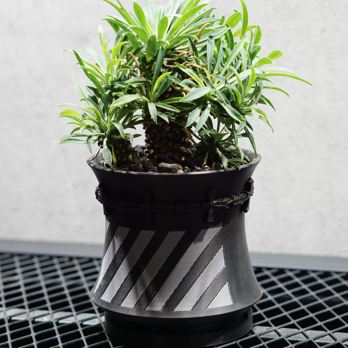 ユーフォルビア ソテツキリン05 POT HAZE SIZE S 3.5号サイズ鉢 受け皿セット 商品画像2｜SOCIAL PLANT WORKS