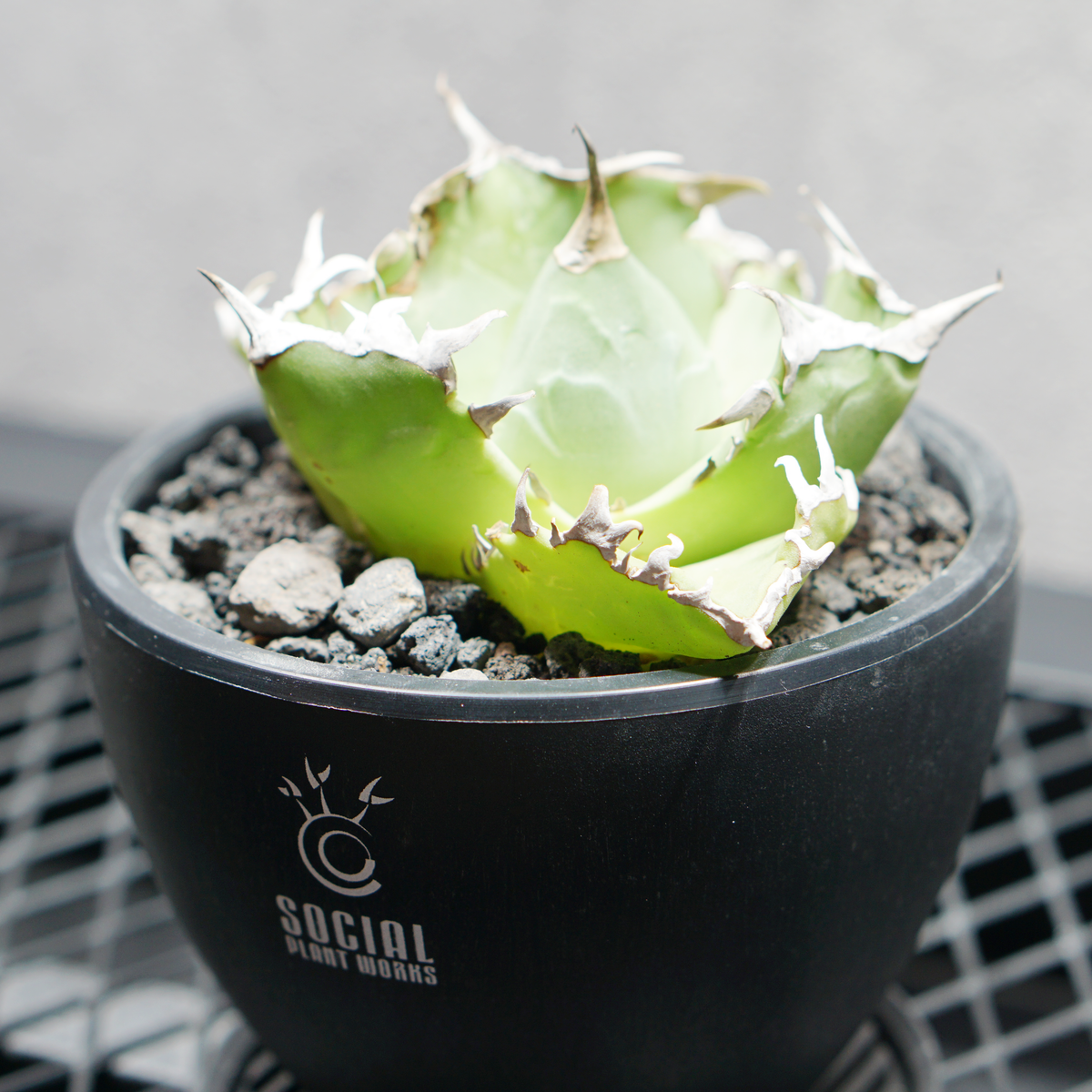 アガベ チタノタ 蟹02 クラブ LOGO ECO POT SIZE S 3.5号サイズ鉢 受け皿セット｜SOCIAL PLANT WORKS