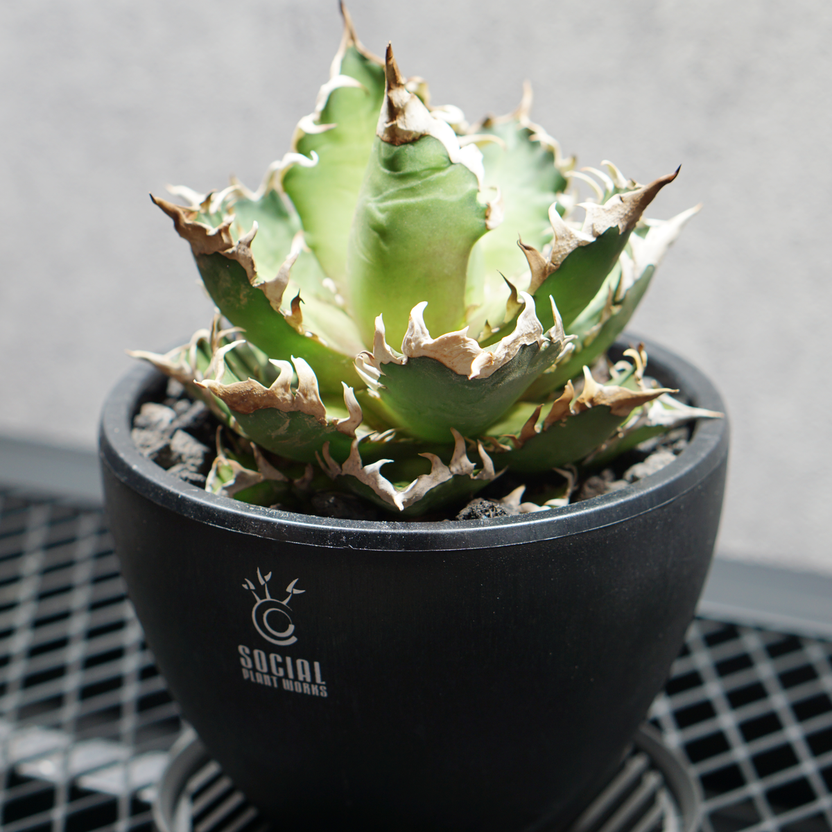 アガベ チタノタ 赤猫 LOGO ECO POT SIZE M 4.5号サイズ鉢 受け皿セット 商品画像2｜SOCIAL PLANT WORKS