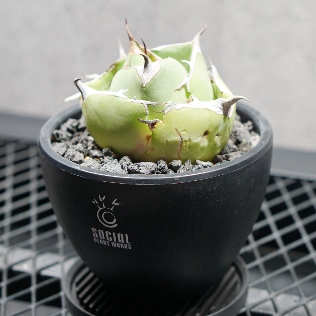 アガベ チタノタ 黒豹 ブラックパンサー LOGO ECO POT SIZE S 3.5号サイズ鉢 受け皿セット 商品画像2｜SOCIAL PLANT WORKS