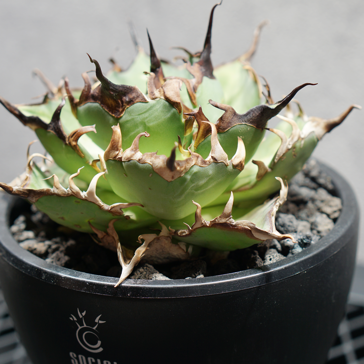 アガベ チタノタ スーパーシーザー LOGO ECO POT SIZE M 4.5号サイズ鉢 受け皿セット 商品画像2｜SOCIAL PLANT WORKS