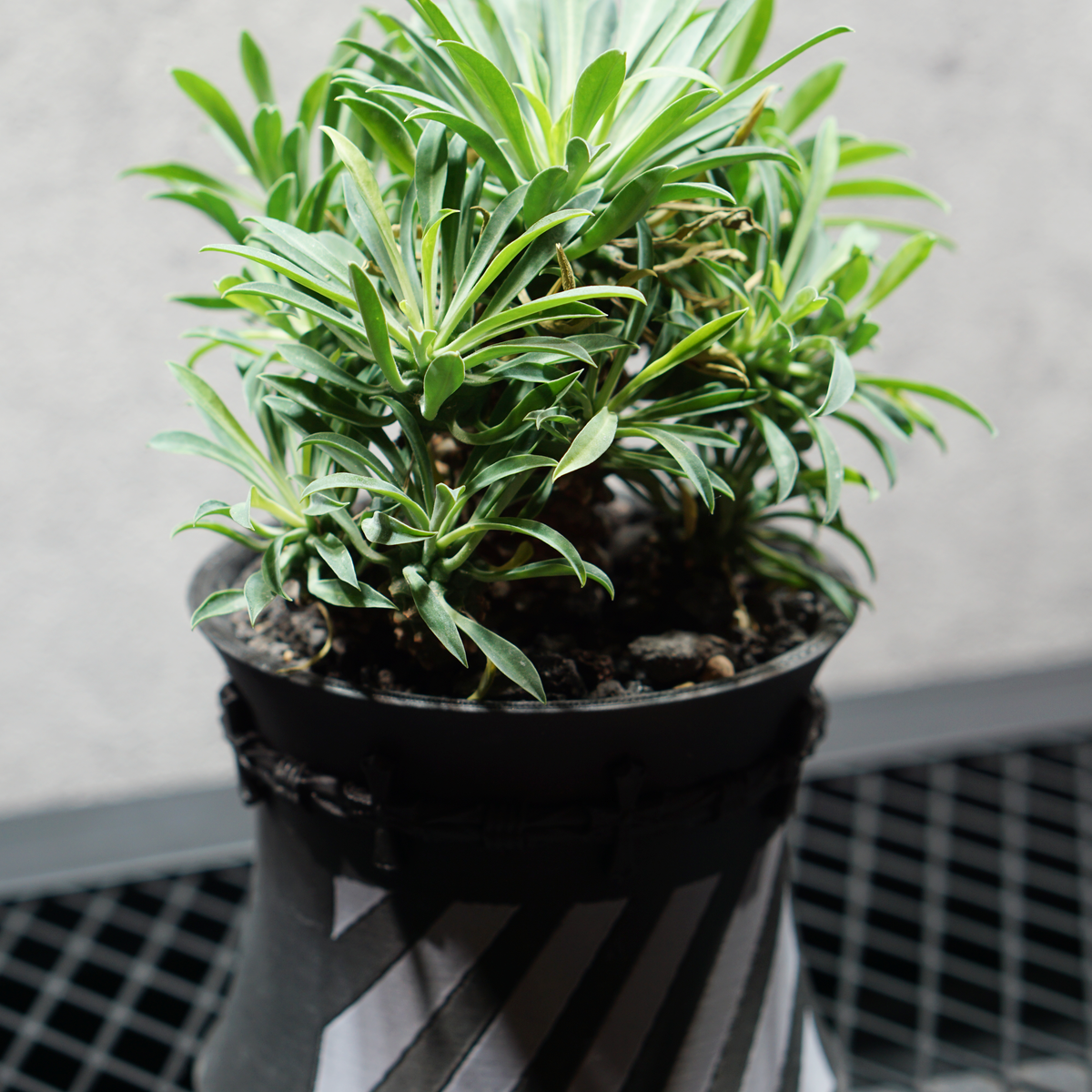 ユーフォルビア ソテツキリン05 POT HAZE SIZE S 3.5号サイズ鉢 受け皿セット 商品画像3｜SOCIAL PLANT WORKS