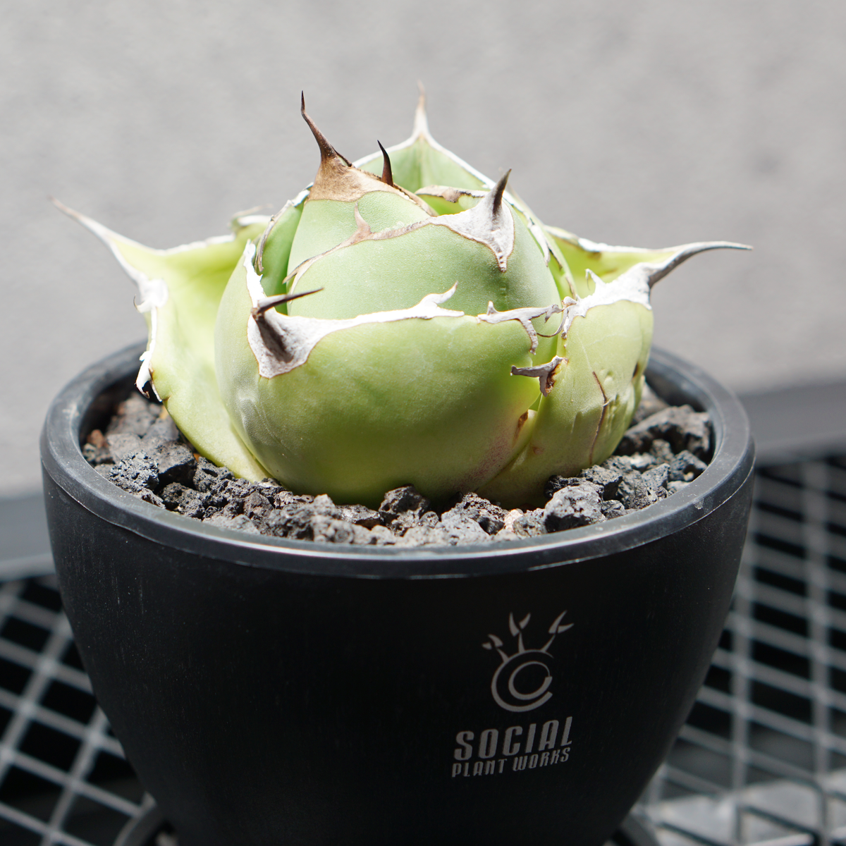 アガベ チタノタ 黒豹 ブラックパンサー LOGO ECO POT SIZE S 3.5号サイズ鉢 受け皿セット 商品画像3｜SOCIAL PLANT WORKS