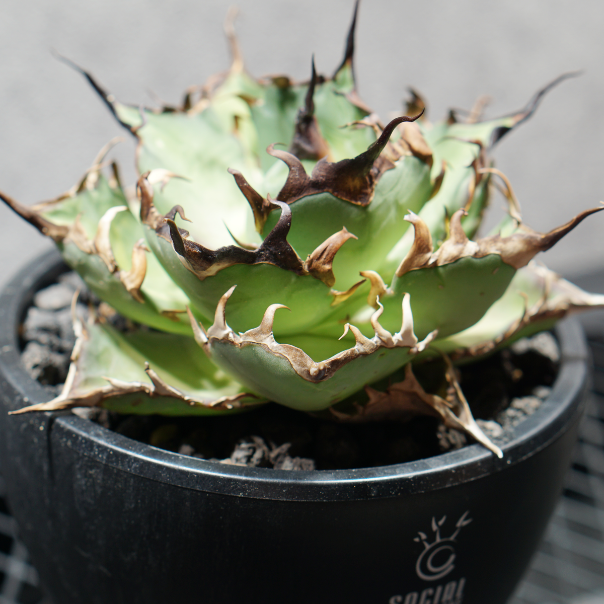 アガベ チタノタ スーパーシーザー LOGO ECO POT SIZE M 4.5号サイズ鉢 受け皿セット 商品画像3｜SOCIAL PLANT WORKS