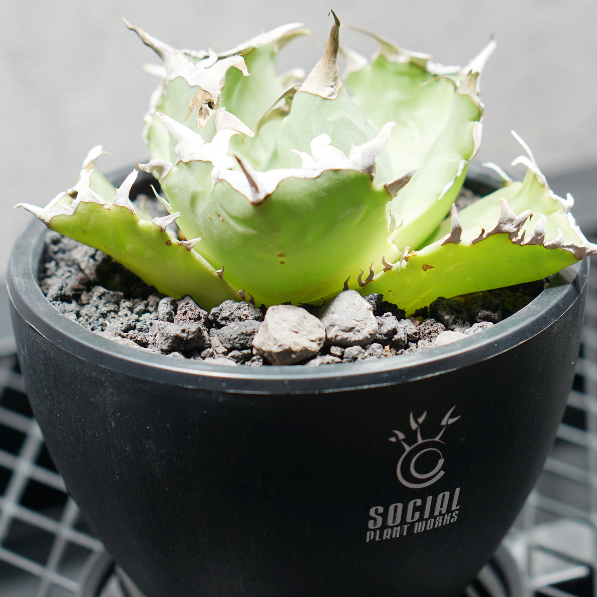 アガベ チタノタ 蟹02 クラブ LOGO ECO POT SIZE S 3.5号サイズ鉢 受け皿セット 商品画像2｜SOCIAL PLANT WORKS