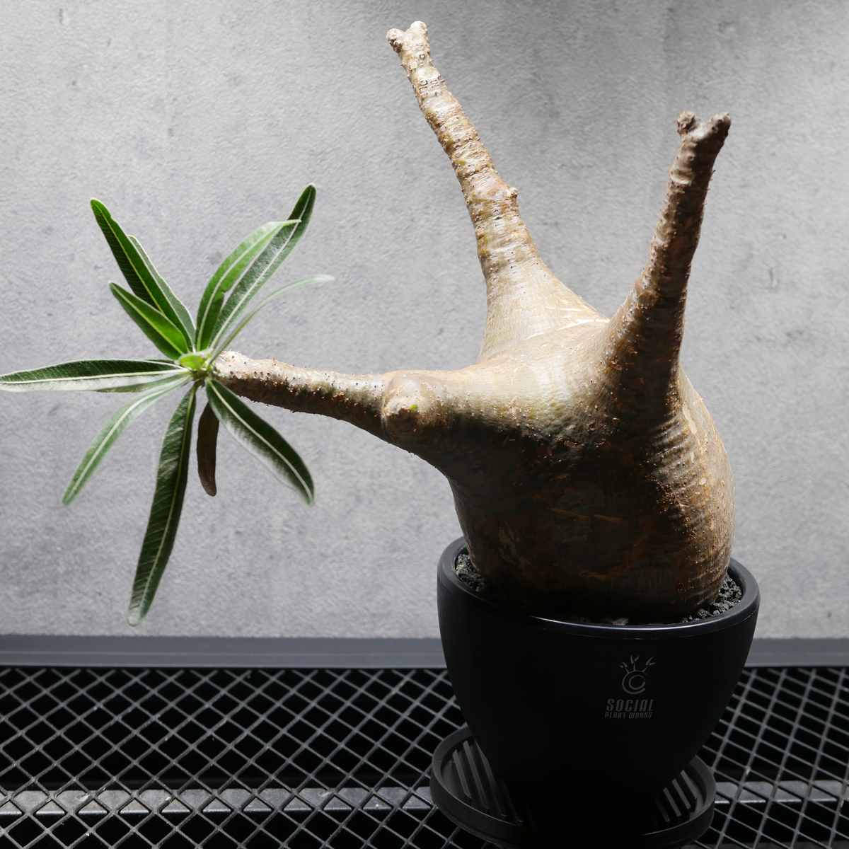 パキポディウム グラキリス LOGO ECO POT SIZE M 4.5号サイズ鉢 受け皿セット 商品画像4｜SOCIAL PLANT WORKS
