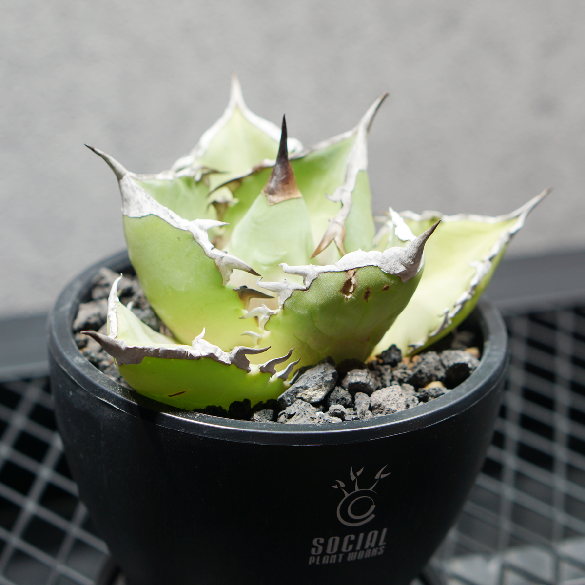 アガベ チタノタ シャークソード03 LOGO ECO POT SIZE S 3.5号サイズ鉢 受け皿セット 商品画像3｜SOCIAL PLANT WORKS