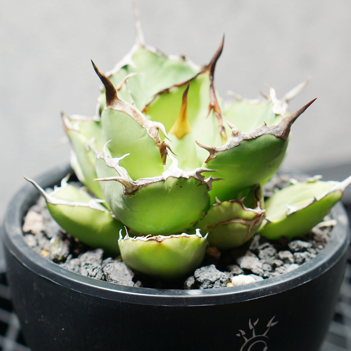 アガベ チタノタ 覇王龍 選抜株 LOGO ECO POT SIZE S 3.5号サイズ鉢 受け皿セット 商品画像3｜SOCIAL PLANT WORKS