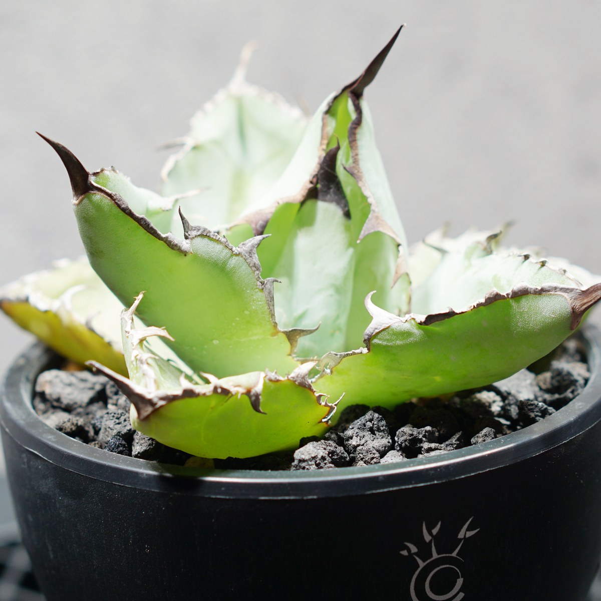 アガベ チタノタ ブラック&ブルー LOGO ECO POT SIZE S 3.5号サイズ鉢 受け皿セット 商品画像3｜SOCIAL PLANT WORKS