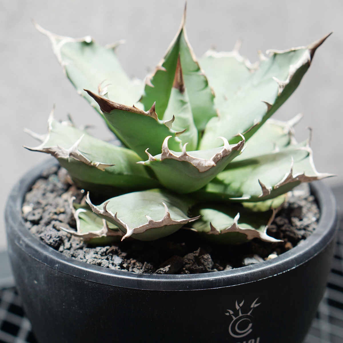 アガベ チタノタ 姫源龍02 LOGO ECO POT SIZE M 4.5号サイズ鉢 受け皿セット 商品画像3｜SOCIAL PLANT WORKS