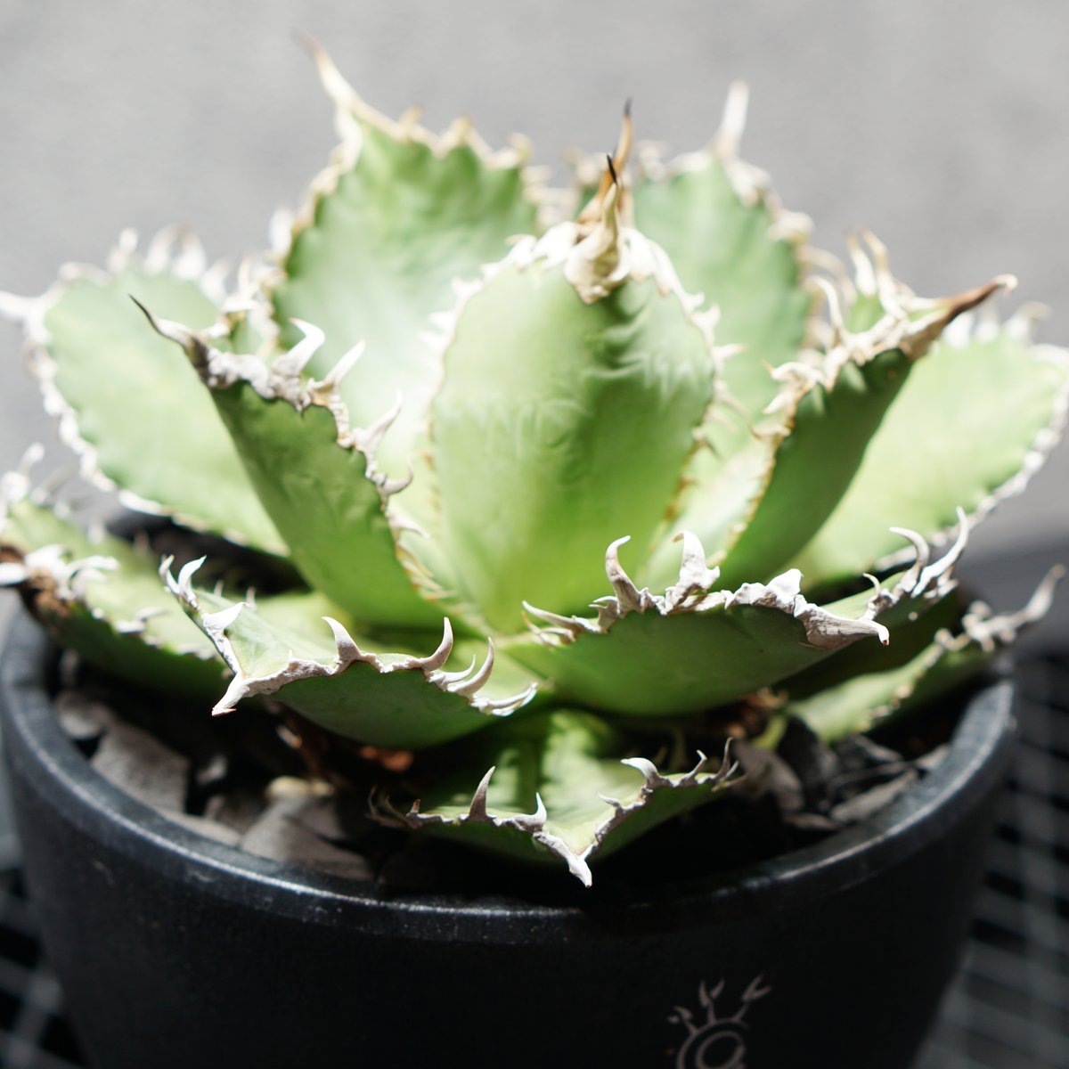 アガベ チタノタ フィリグリー05 LOGO ECO POT SIZE M 4.5号サイズ鉢 受け皿セット 商品画像3｜SOCIAL PLANT WORKS
