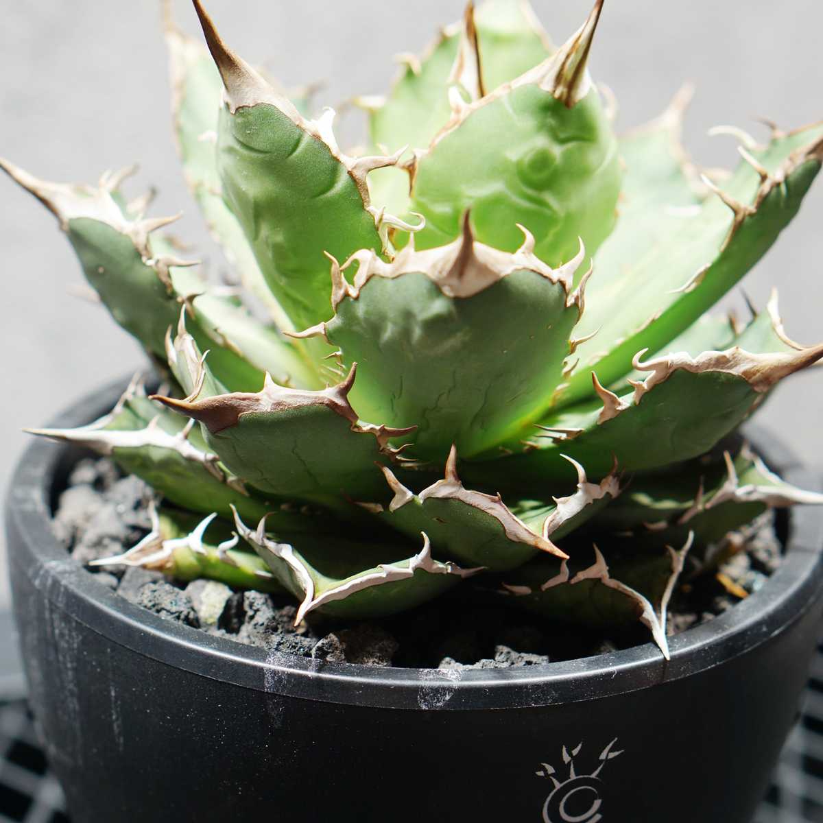 アガベ チタノタ 熊猫 パンダ LOGO ECO POT SIZE M 4.5号サイズ鉢 受け皿セット 商品画像3｜SOCIAL PLANT WORKS