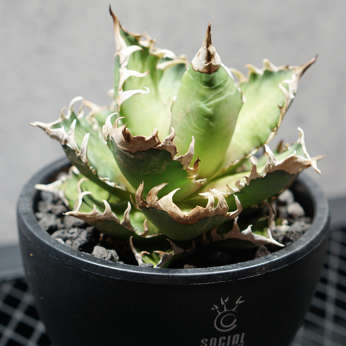 アガベ チタノタ 赤猫 LOGO ECO POT SIZE M 4.5号サイズ鉢 受け皿セット 商品画像3｜SOCIAL PLANT WORKS