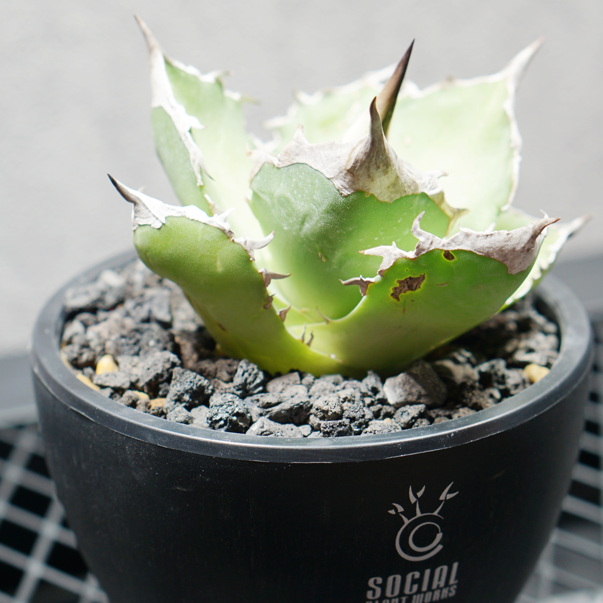 アガベ チタノタ 白犀牛 シロサイ LOGO ECO POT SIZE S 3.5号サイズ鉢 受け皿セット 商品画像3｜SOCIAL PLANT WORKS