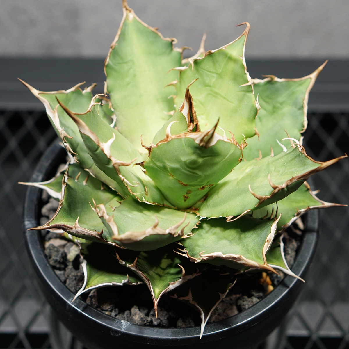 アガベ チタノタ 熊猫 パンダ LOGO ECO POT SIZE M 4.5号サイズ鉢 受け皿セット 商品画像4｜SOCIAL PLANT WORKS