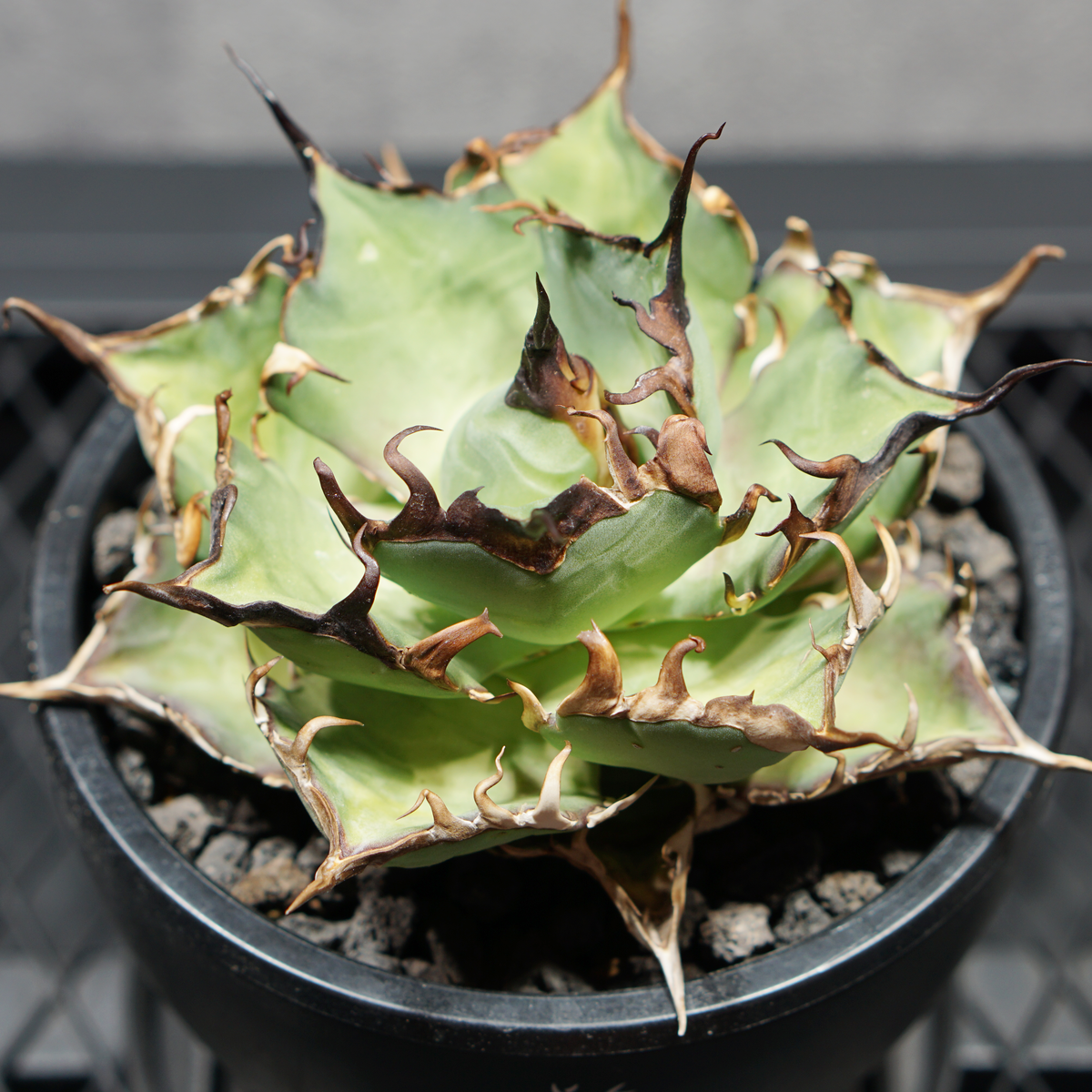アガベ チタノタ スーパーシーザー LOGO ECO POT SIZE M 4.5号サイズ鉢 受け皿セット 商品画像4｜SOCIAL PLANT WORKS
