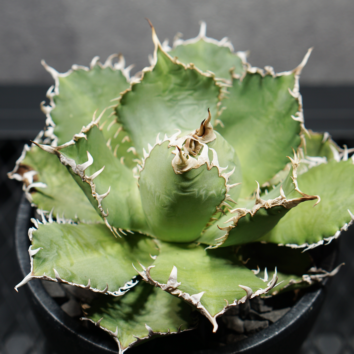 アガベ チタノタ フィリグリー05 LOGO ECO POT SIZE M 4.5号サイズ鉢 受け皿セット 商品画像4｜SOCIAL PLANT WORKS