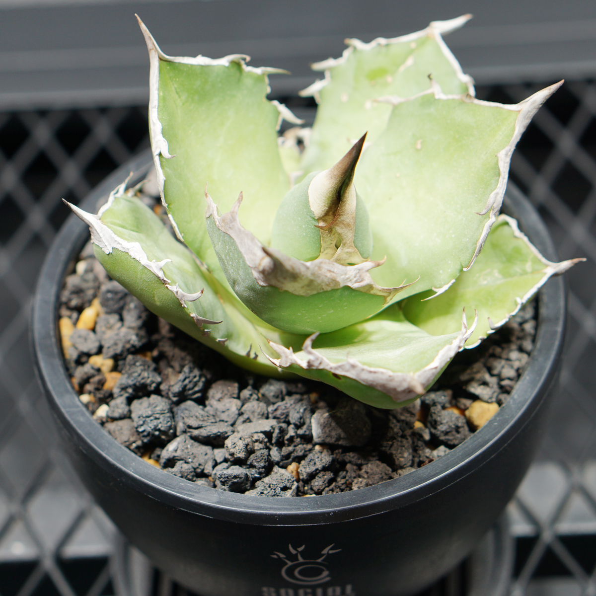アガベ チタノタ 白犀牛 シロサイ LOGO ECO POT SIZE S 3.5号サイズ鉢 受け皿セット 商品画像4｜SOCIAL PLANT WORKS