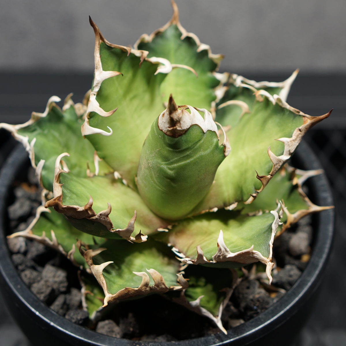 アガベ チタノタ 赤猫 LOGO ECO POT SIZE M 4.5号サイズ鉢 受け皿セット 商品画像4｜SOCIAL PLANT WORKS