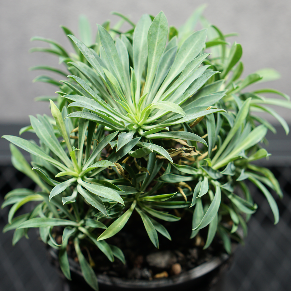 ユーフォルビア ソテツキリン05 POT HAZE SIZE S 3.5号サイズ鉢 受け皿セット 商品画像4｜SOCIAL PLANT WORKS