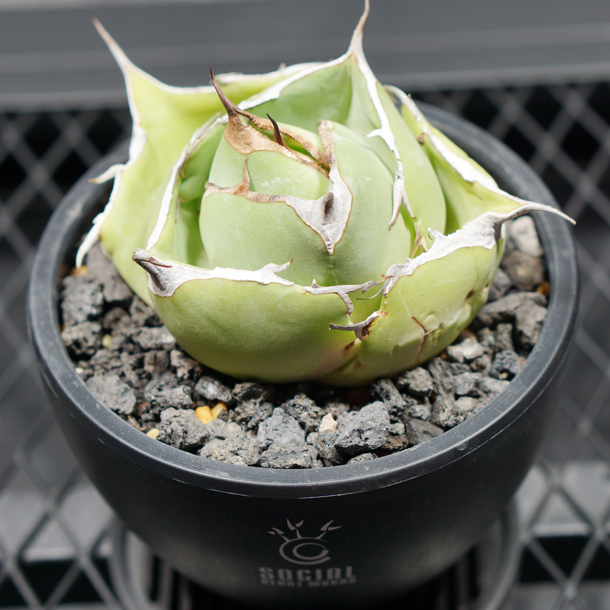 アガベ チタノタ 黒豹 ブラックパンサー LOGO ECO POT SIZE S 3.5号サイズ鉢 受け皿セット 商品画像4｜SOCIAL PLANT WORKS
