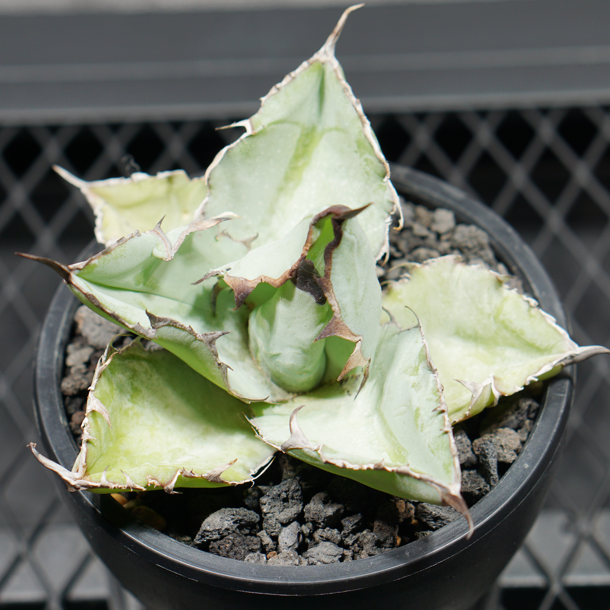 アガベ チタノタ ブラック&ブルー LOGO ECO POT SIZE S 3.5号サイズ鉢 受け皿セット 商品画像4｜SOCIAL PLANT WORKS