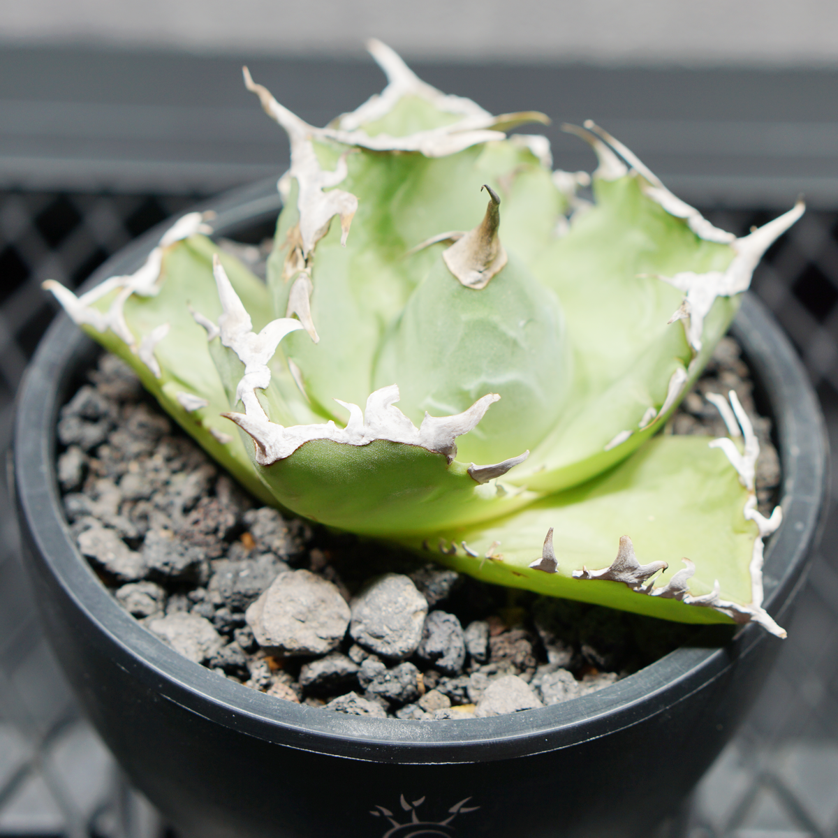 アガベ チタノタ 蟹02 クラブ LOGO ECO POT SIZE S 3.5号サイズ鉢 受け皿セット 商品画像3｜SOCIAL PLANT WORKS