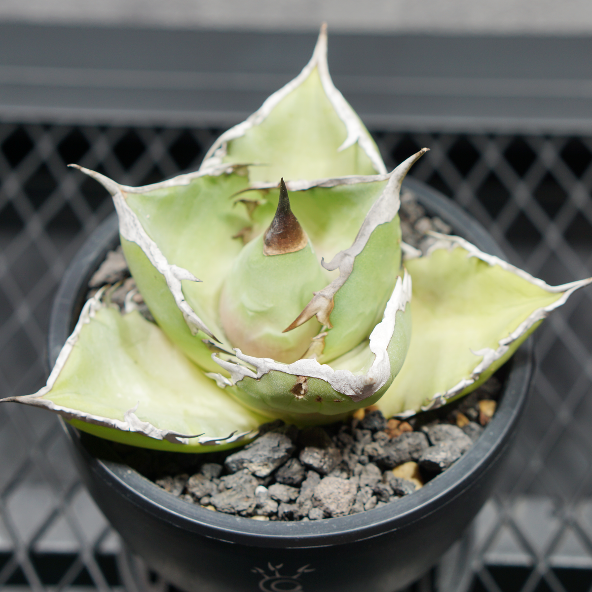 アガベ チタノタ シャークソード03 LOGO ECO POT SIZE S 3.5号サイズ鉢 受け皿セット 商品画像4｜SOCIAL PLANT WORKS